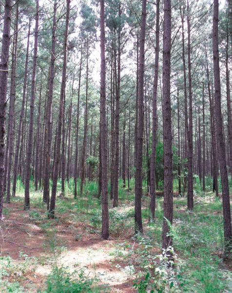 Figure 1. Loblolly pine stand.